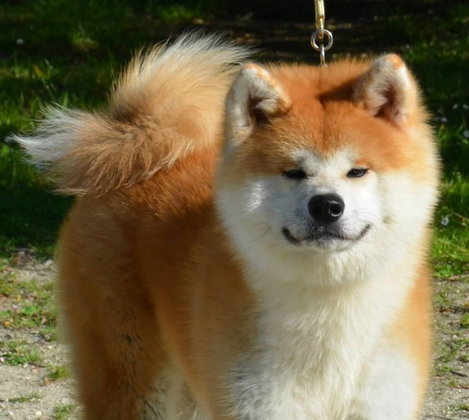 Daiki zushi murai