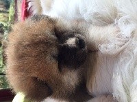 CHIOT